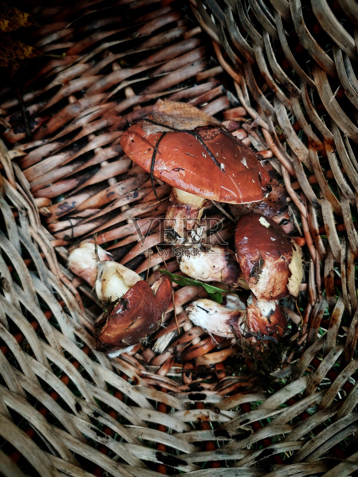 蘑菇照片摄影图片