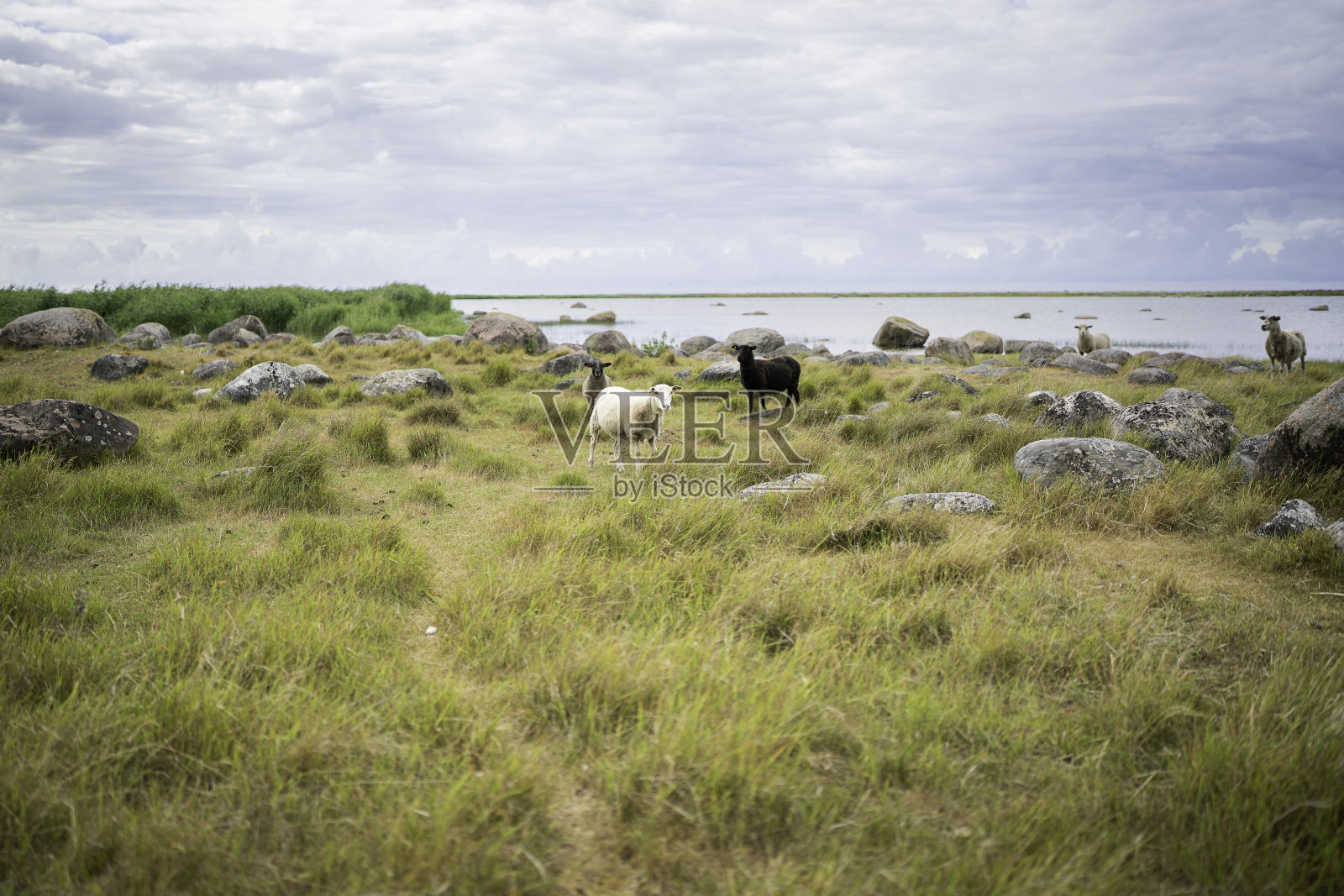 海岛上的海岸风景中一群羊。照片摄影图片