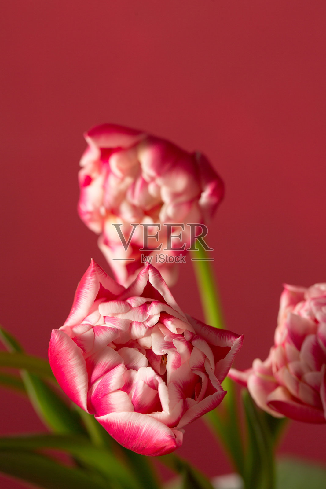 美丽的粉色毛巾郁金香与粉色背景相映成趣照片摄影图片