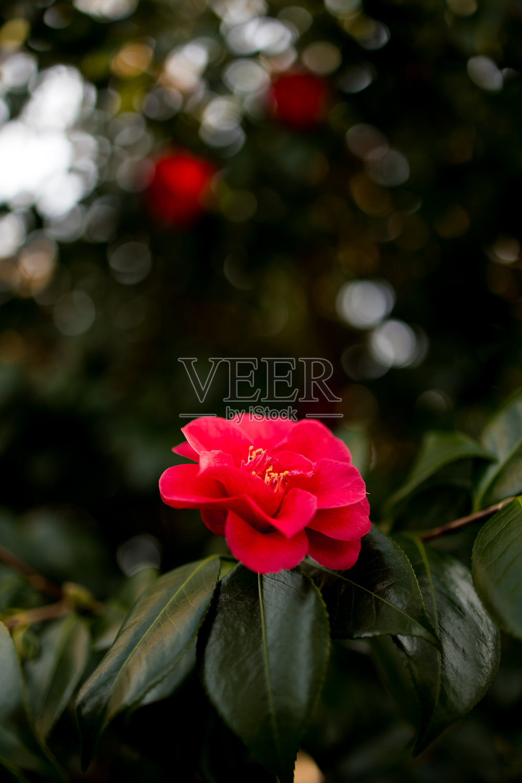 鲜艳的红色山茶花在柔和的焦点中与郁郁葱葱的绿叶相映成趣照片摄影图片