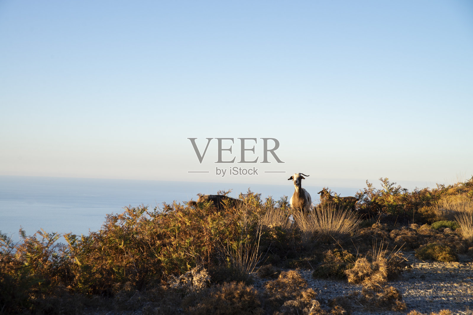 山羊与海景照片摄影图片