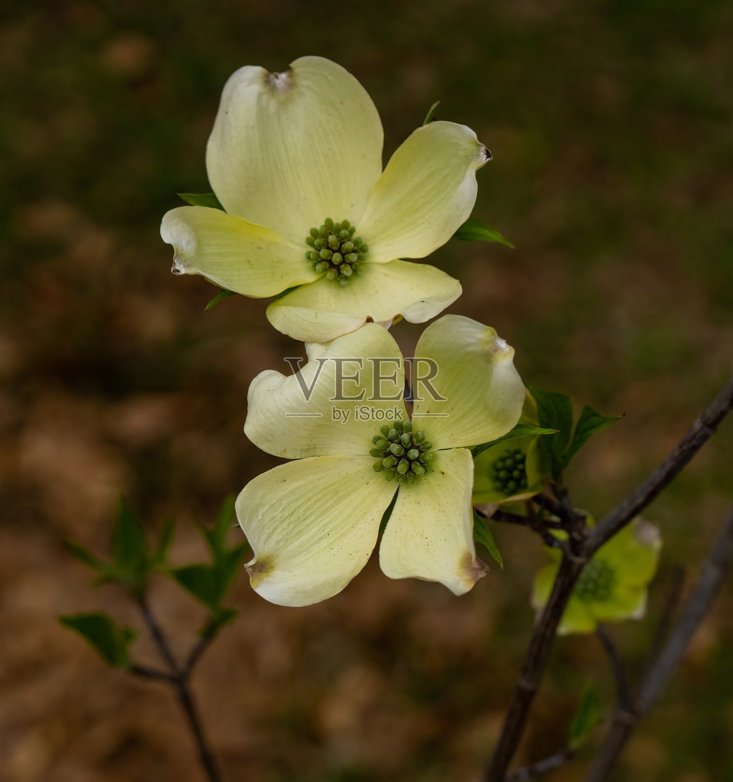早晨的花朵照片摄影图片