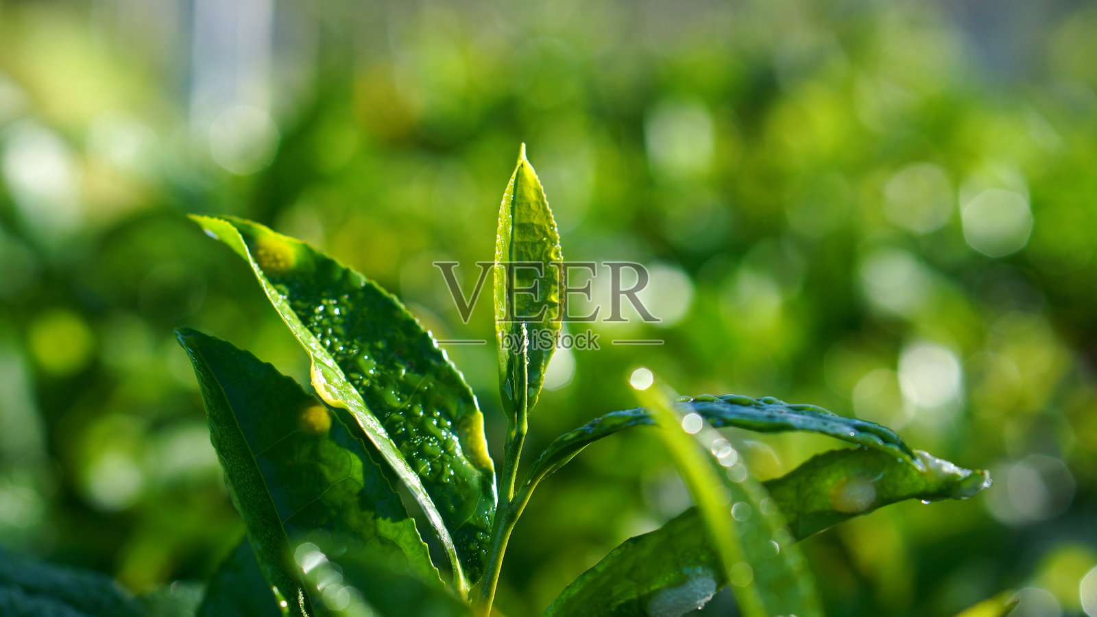 生态草药农场中的新鲜绿茶树叶。早晨阳光下的茶树种植园。新鲜的草本绿色自然花园农田。饮用有机放松健康植物。农场中的绿茶树。照片摄影图片