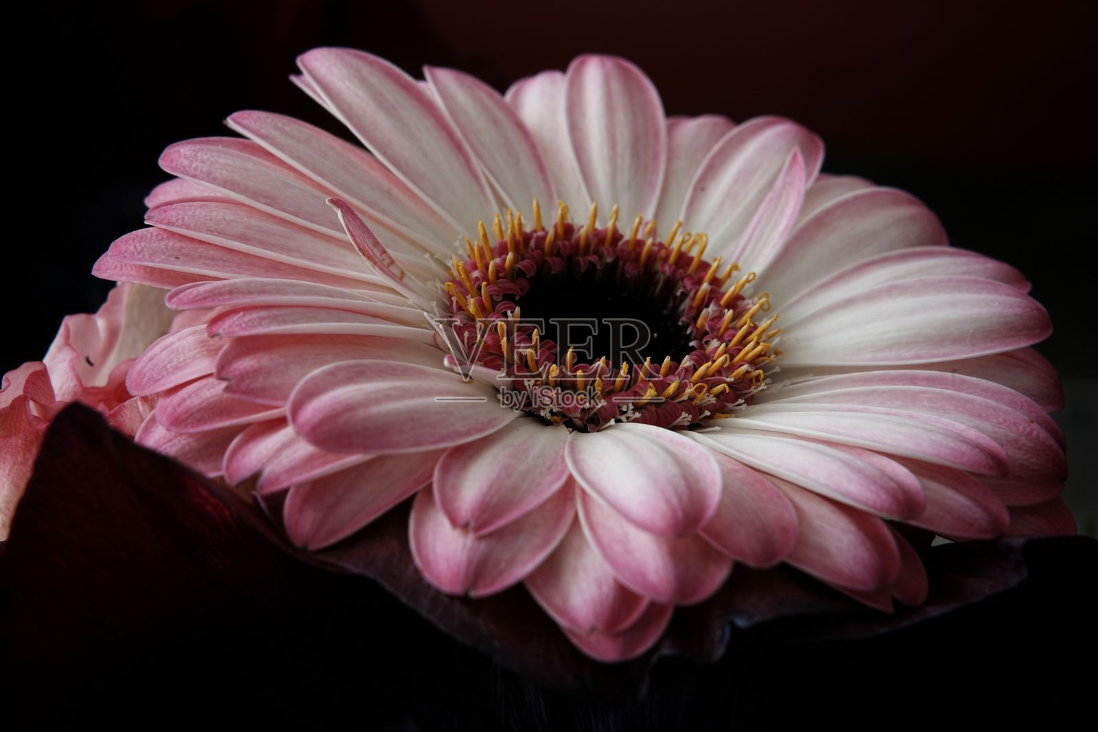 粉色非洲菊特写照片摄影图片