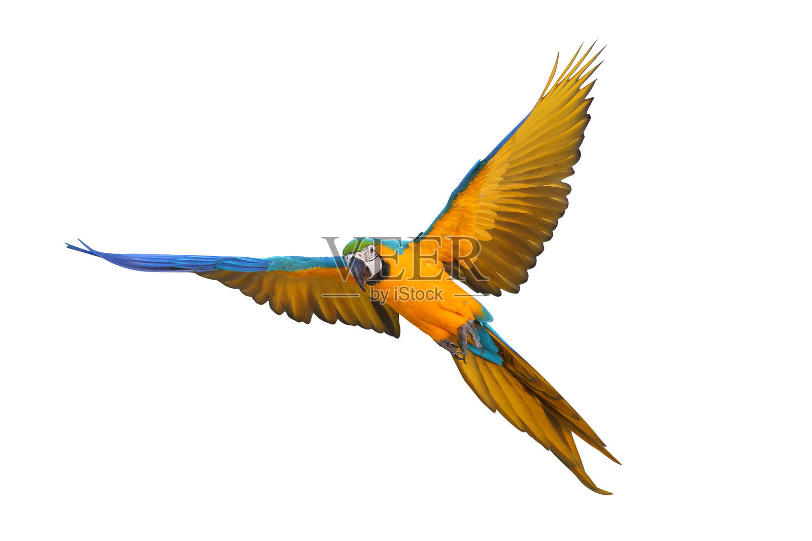 鹦鹉照片摄影图片