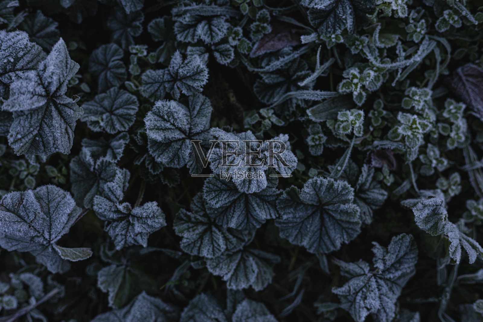 美丽的冰冻自然照片摄影图片