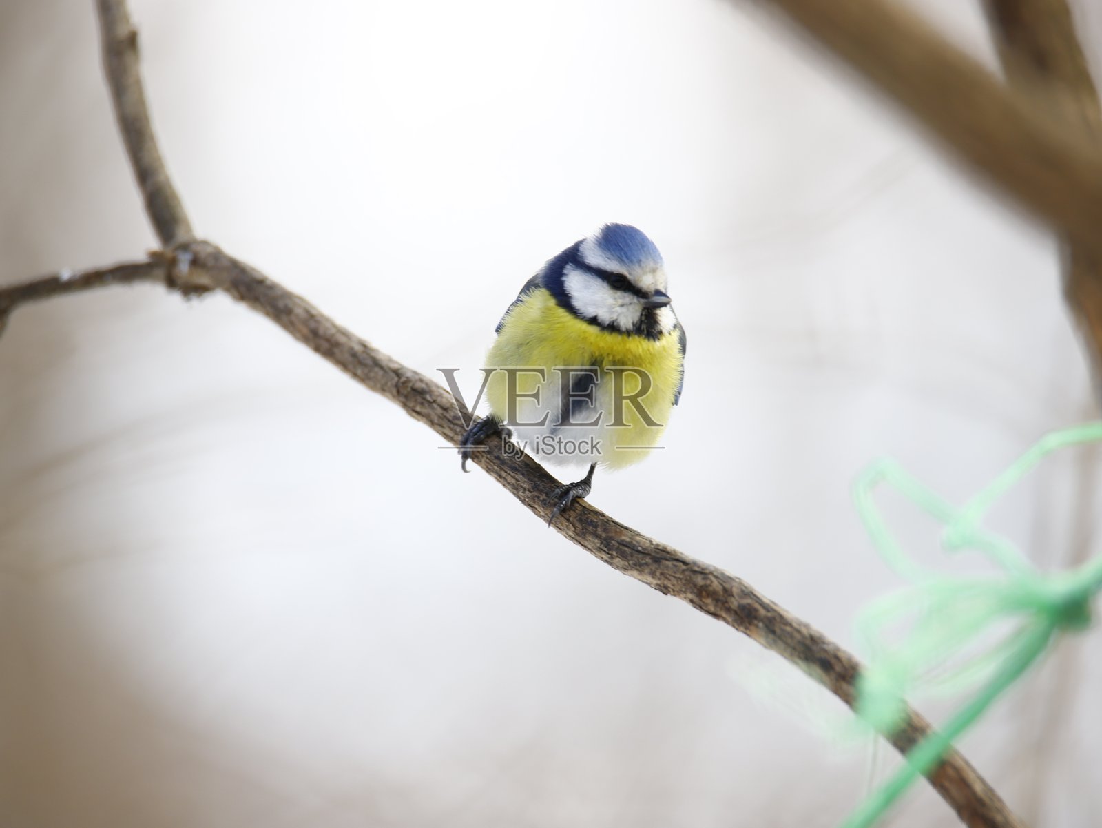 蓝山雀栖息在树上照片摄影图片