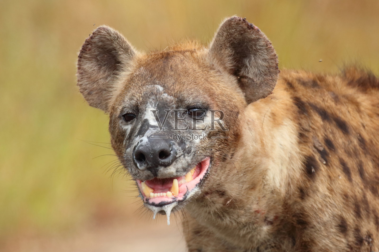 斑点土狼 / Crocuta crocuta照片摄影图片