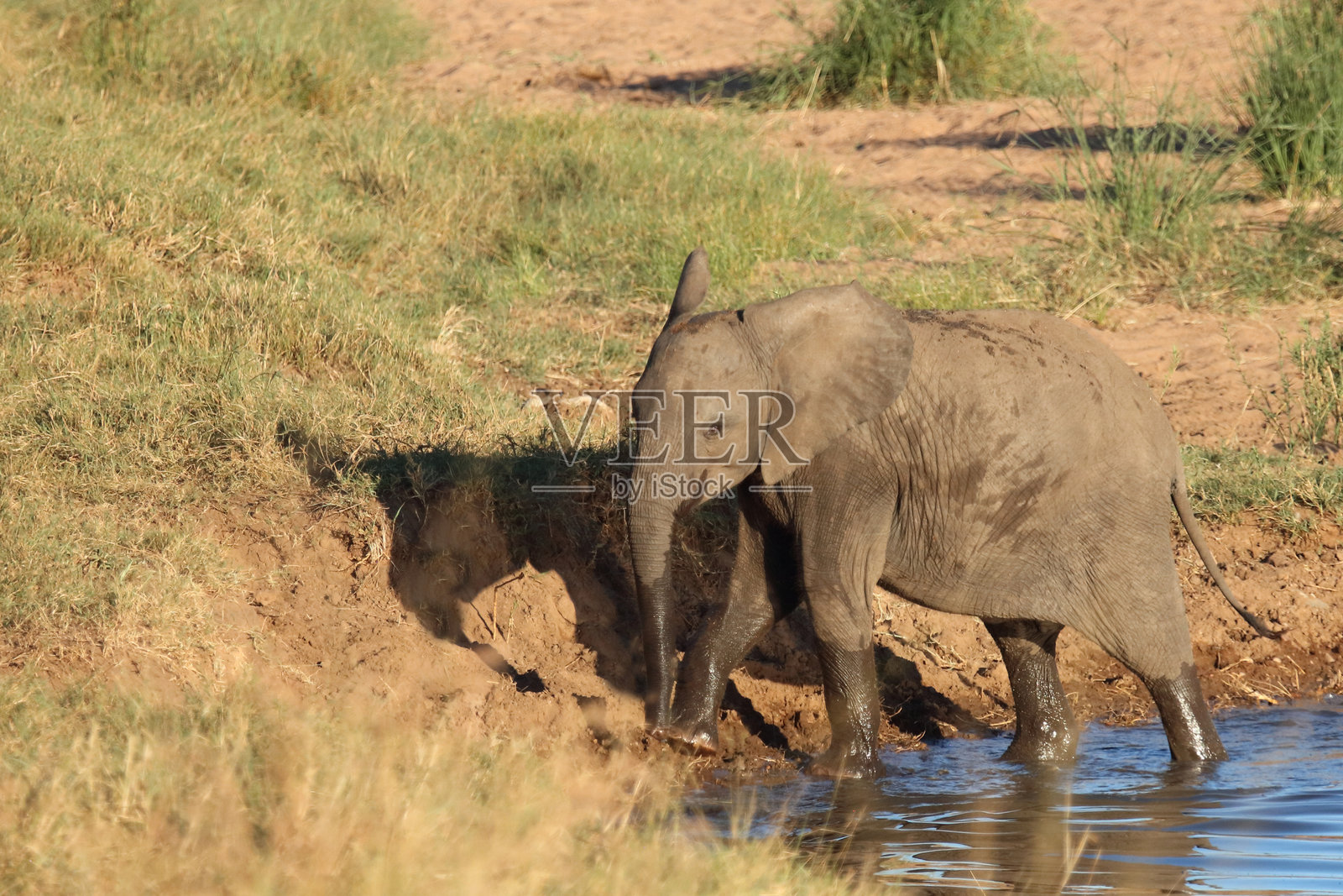 非洲象 / 非洲象 / 非洲象照片摄影图片
