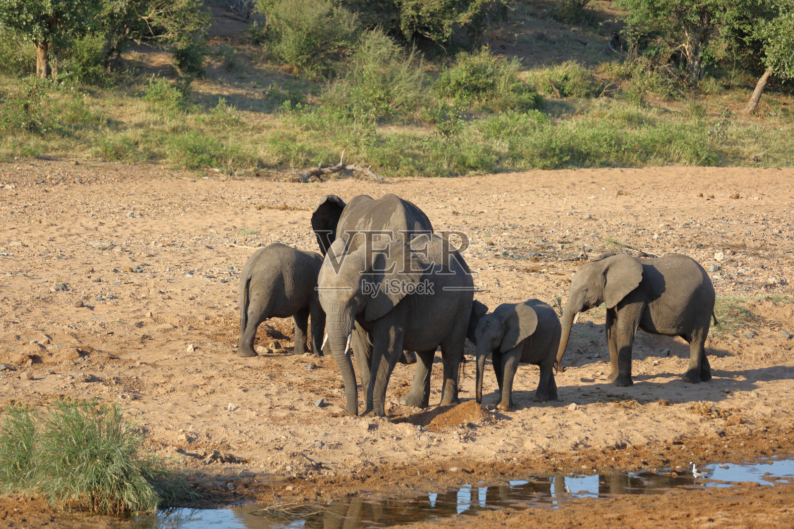 非洲象 / African elephant / Loxodonta africana照片摄影图片
