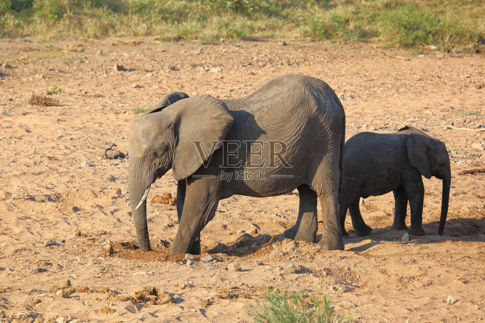 非洲象 / 非洲象 / 非洲象照片摄影图片