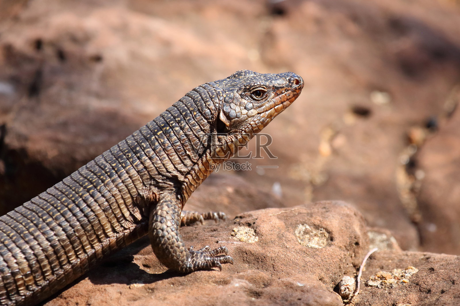 巨型甲壳蜥蜴 / Matobosaurus validus照片摄影图片