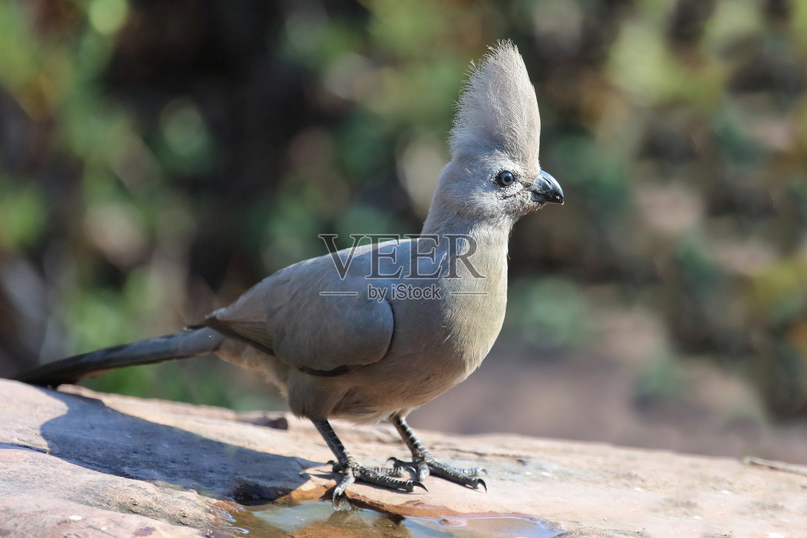 灰色去去鸟 / Corythaixoides concolor照片摄影图片