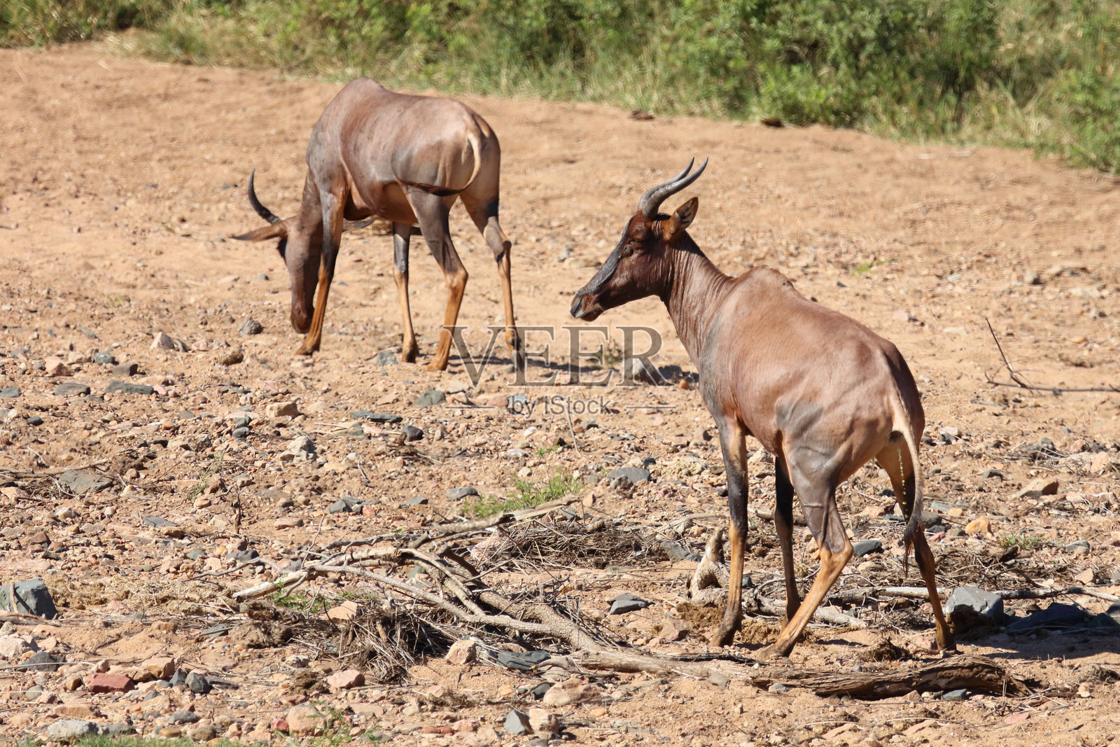 月角羚羊 / 普通角羚羊 / Damaliscus lunatus照片摄影图片
