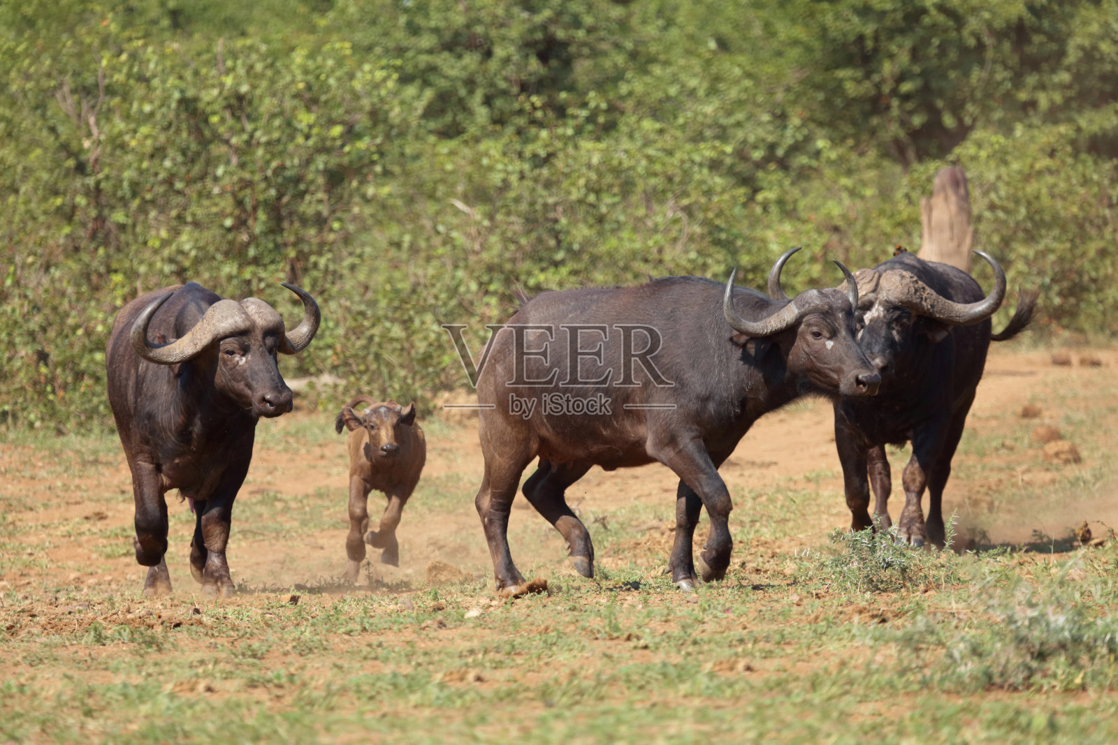 咖法牛 / 非洲水牛 / 同牛照片摄影图片