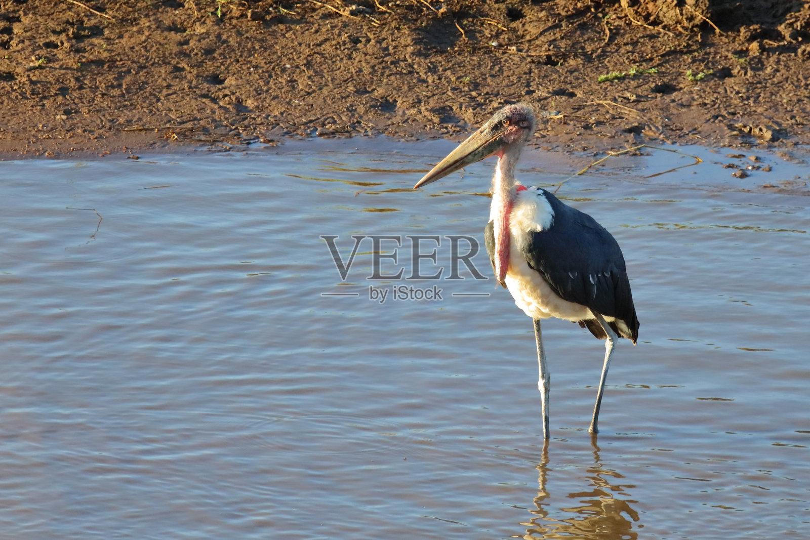 马拉布鸵鸟 / 马拉布鹳 / 兀鹫鹳照片摄影图片