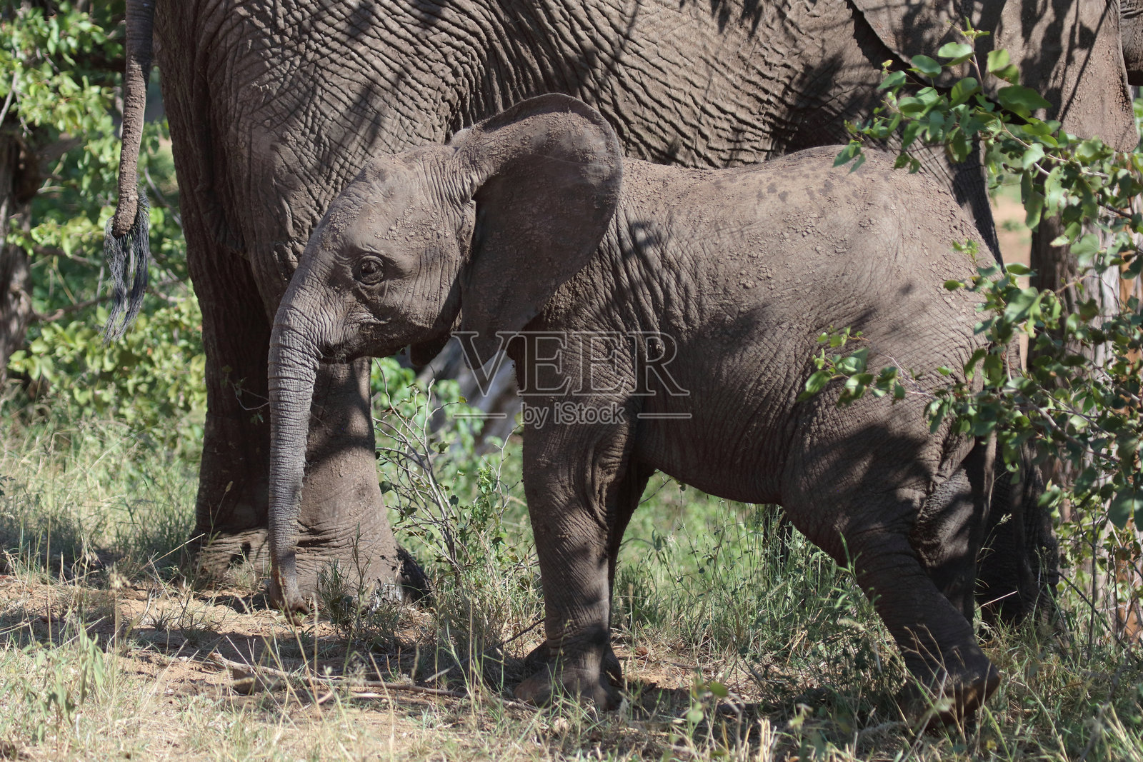 非洲象 / African elephant / Loxodonta africana照片摄影图片