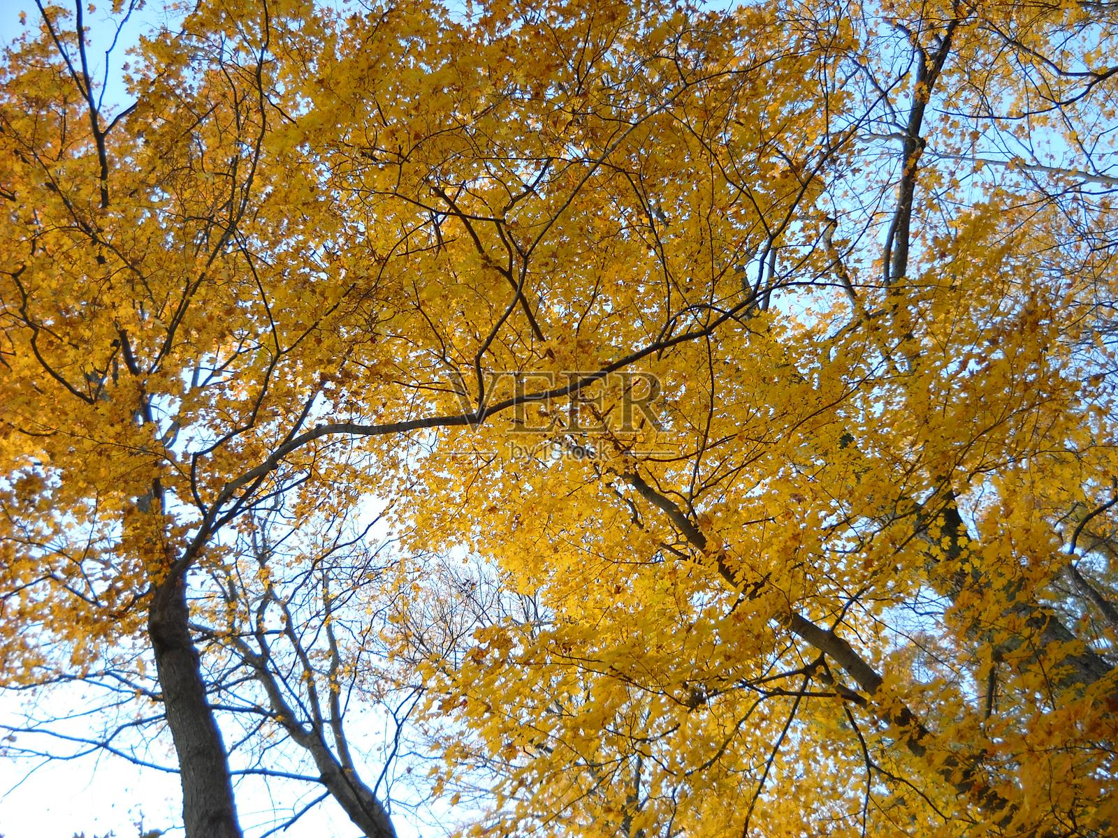 秋天的落叶照片摄影图片