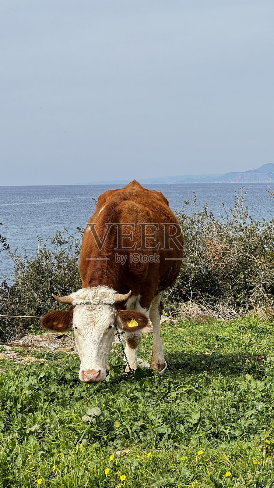 牛在草地上吃草的风景照片摄影图片