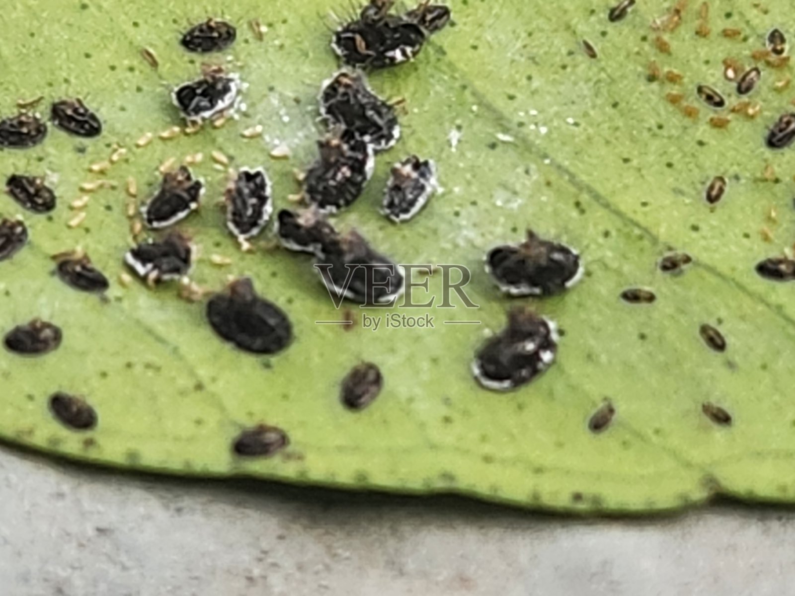 柑橘黑蝇的若虫具有可移动的无翅身体，颜色变化多样，从黄色、绿色到半透明。在其发育过程中，它以寄主植物的汁液为食，导致叶子和果实受损。照片摄影图片