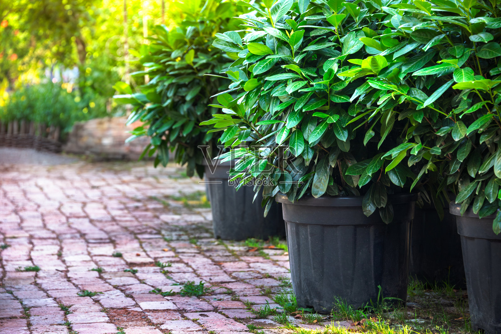 夏季花园购物中心里的塑料盆栽树木。城市绿化植物的销售。树苗苗圃。园艺商店。照片摄影图片