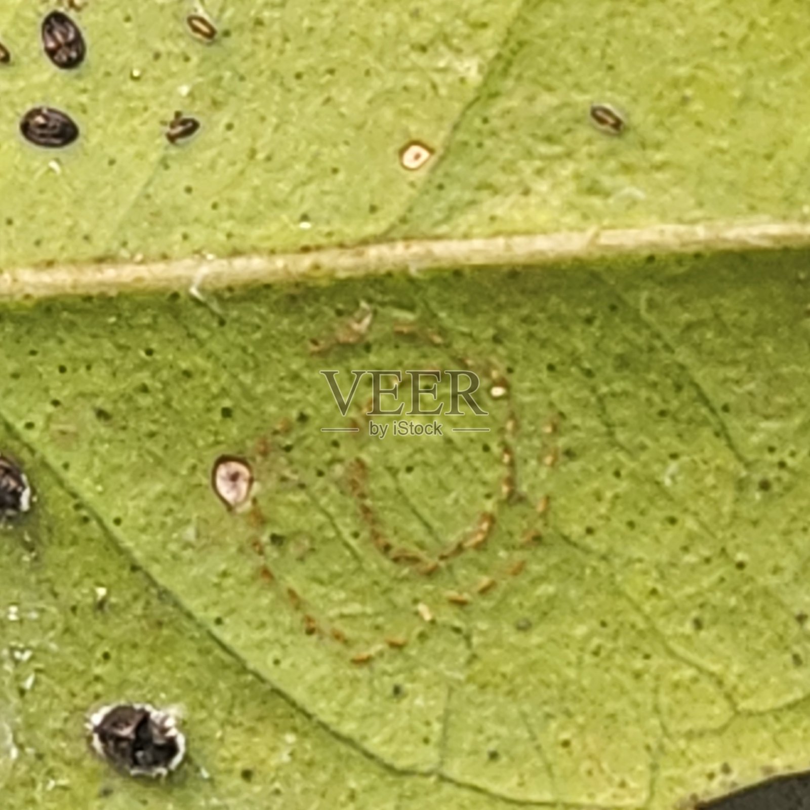 柑橘黑蝇的蛹在叶片表面下发育不成熟，当其达到成虫阶段时，害虫可以传播到植物的其他部分，启动新的侵扰周期。卵是整个繁殖周期的开始。照片摄影图片