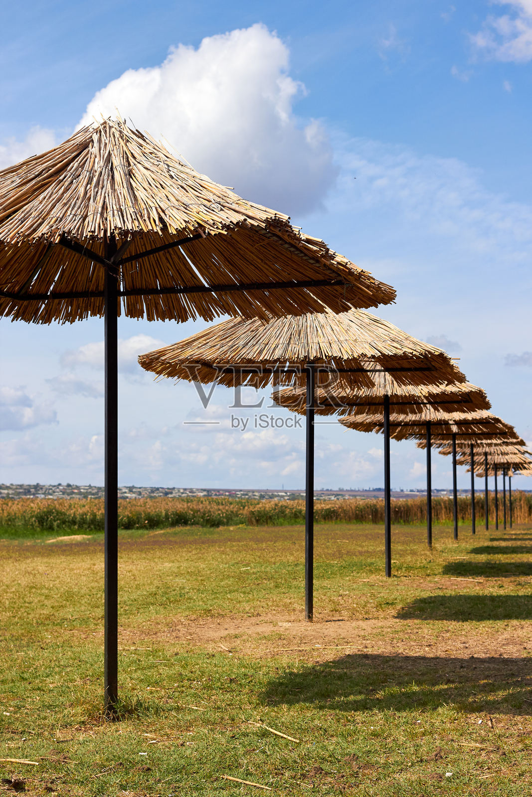 湖边的芦苇或稻草遮阳伞排成一行。湖岸的休闲区。竖版照片照片摄影图片