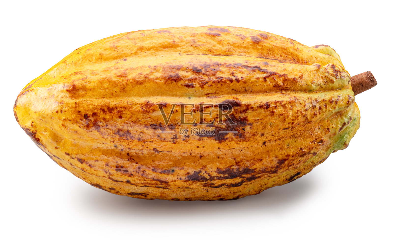 新鲜的黄色可可果或可可荚，孤立在白色背景上。剪切路径。照片摄影图片