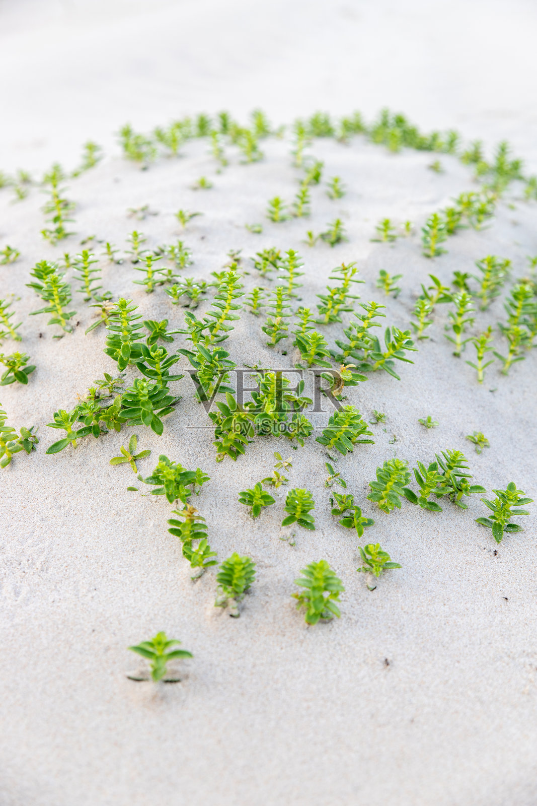 波罗的海沙滩上的Honckenya peploides绿色植物。沙丘上的花朵。照片摄影图片
