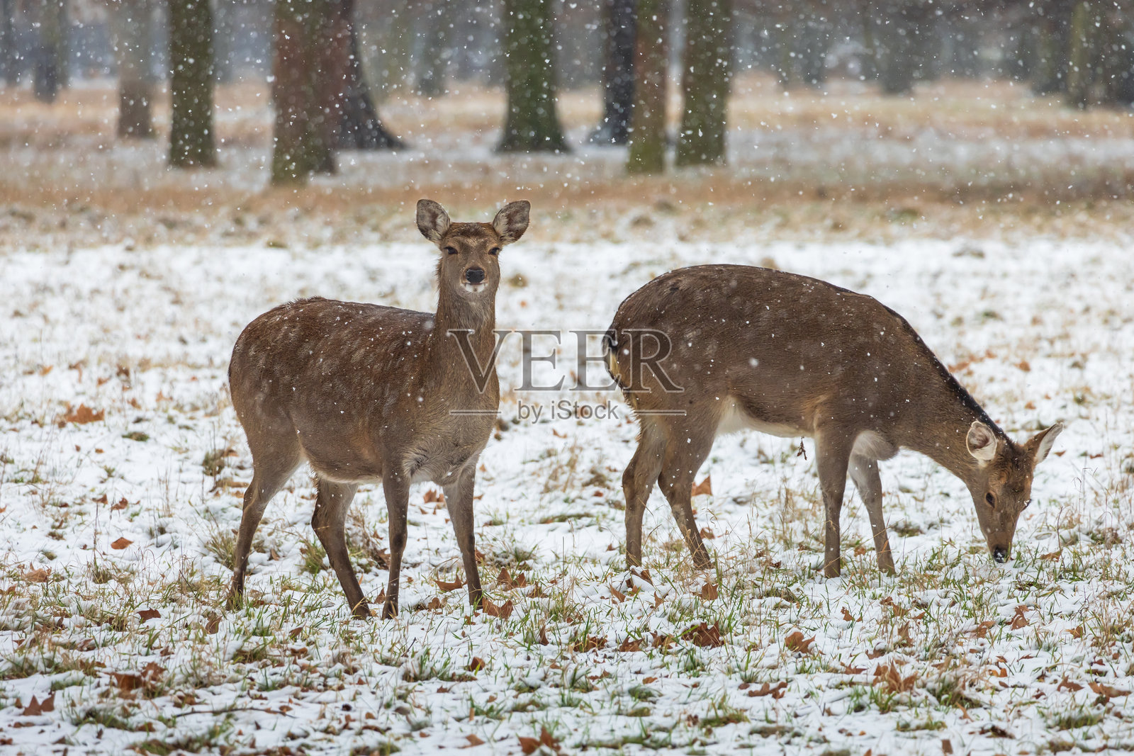 冬季风景与梅花鹿 - 日本鹿。草地上覆盖着雪，景色中正在下雪。照片摄影图片