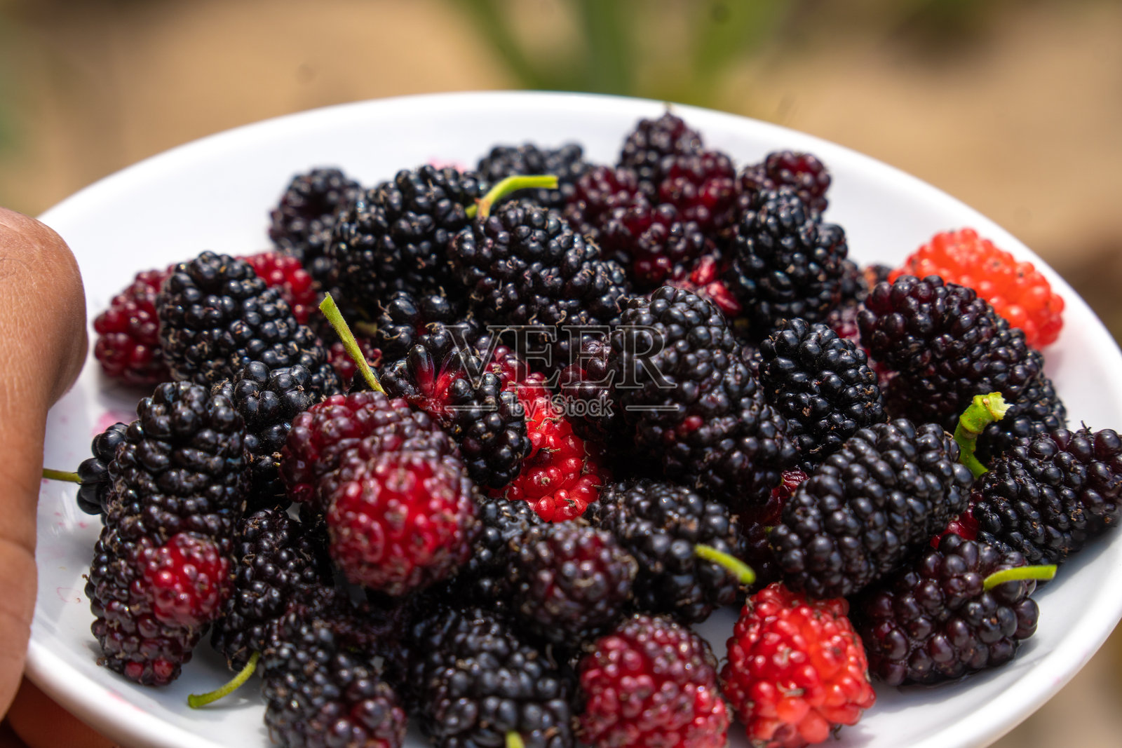 三颗小黑莓在白色背景上，已剪切。照片摄影图片