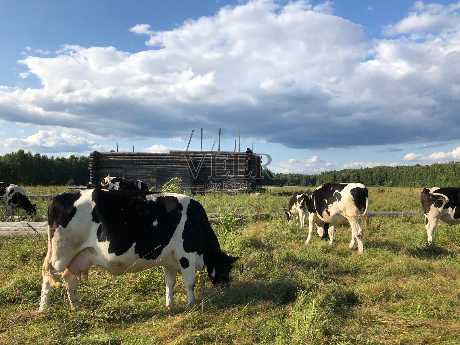斑点奶牛在农场的蓝天下的田野里吃草照片摄影图片