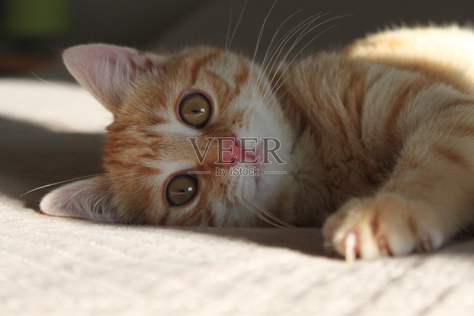 顽皮的姜黄色小猫在温暖的阳光下放松，捕捉到猫咪的魅力和舒适时刻。照片摄影图片