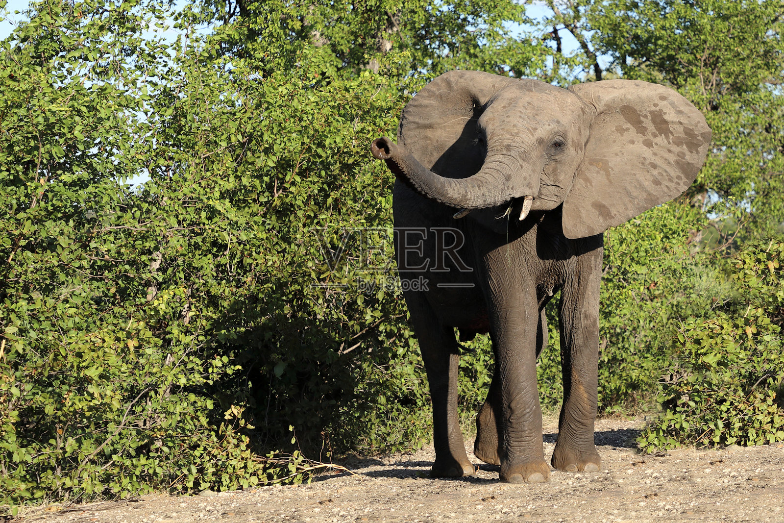 非洲象 / 非洲象 / 非洲象照片摄影图片