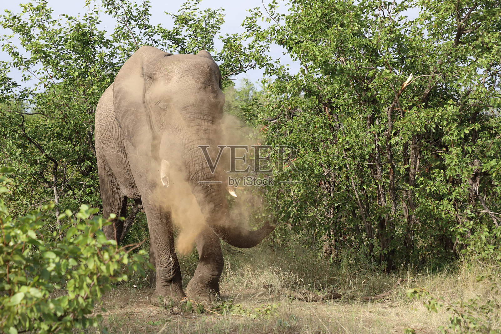非洲象 / 非洲象 / 非洲象照片摄影图片