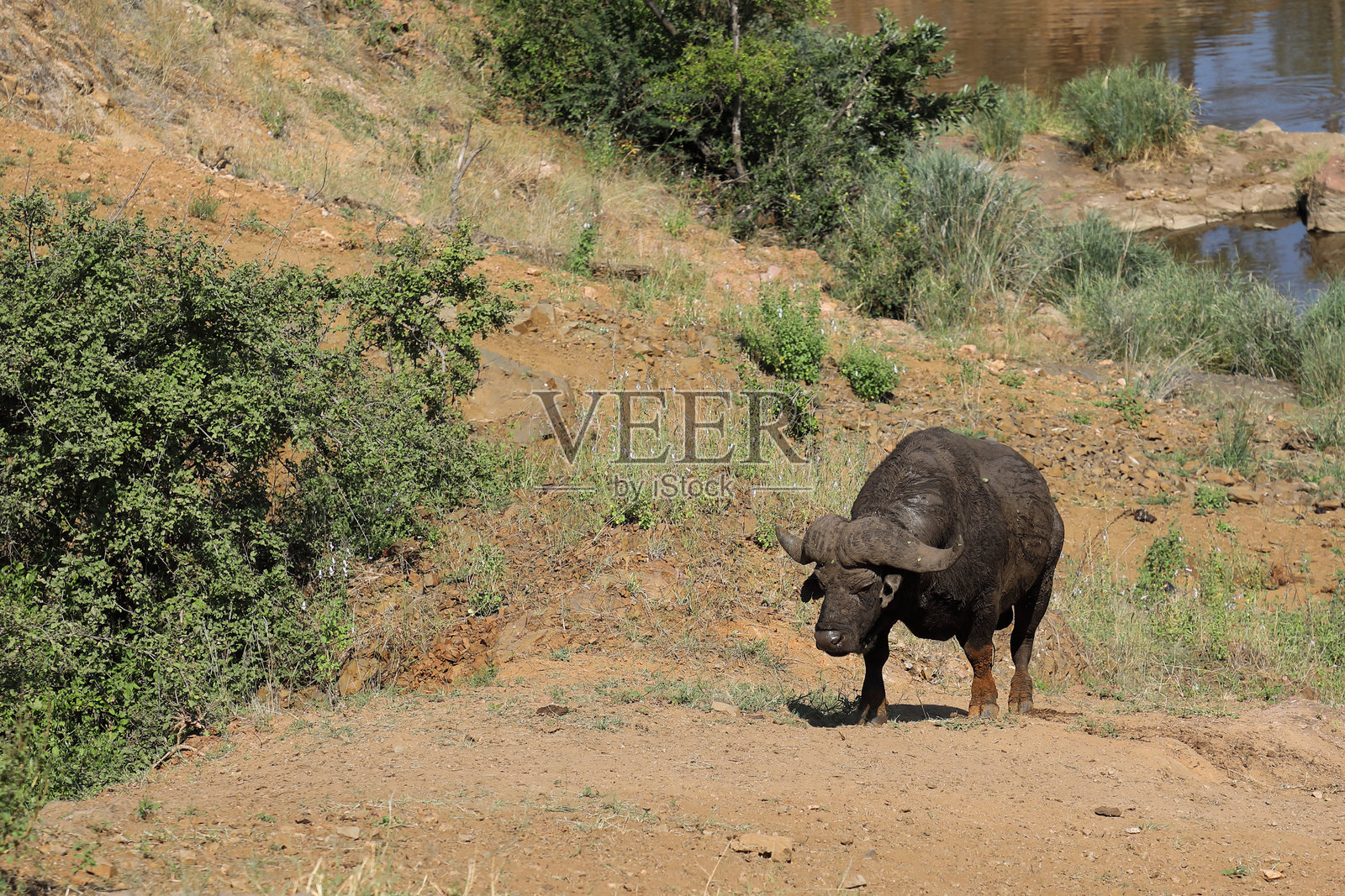 咖法牛 / 非洲水牛 / 同牛照片摄影图片