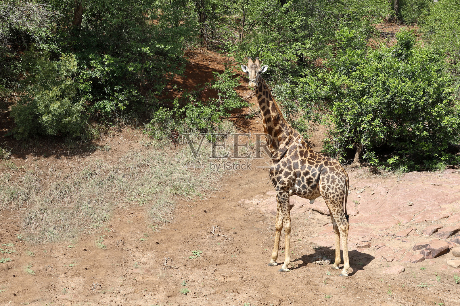 长颈鹿 / 长颈鹿 / 长颈鹿照片摄影图片
