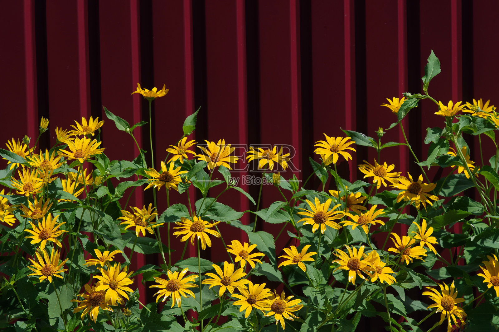 明亮的黄色花朵背景。多彩的夏季背景。照片摄影图片