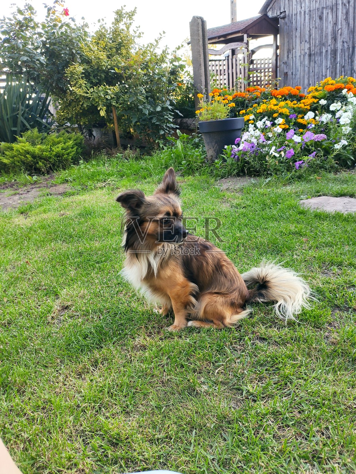 乡村草地上坐着一只小狗的照片。照片摄影图片