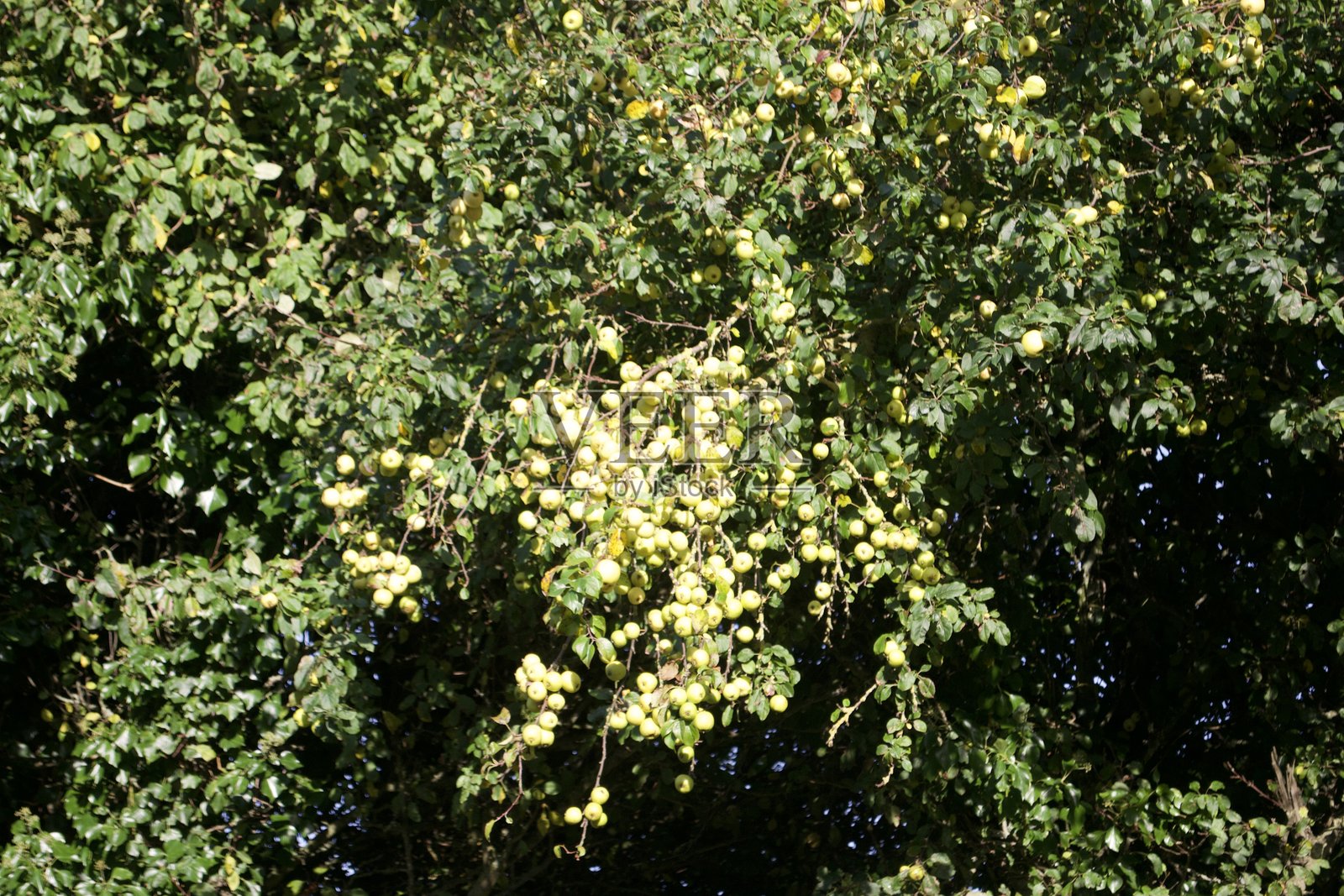 野生爱尔兰苹果树 3照片摄影图片