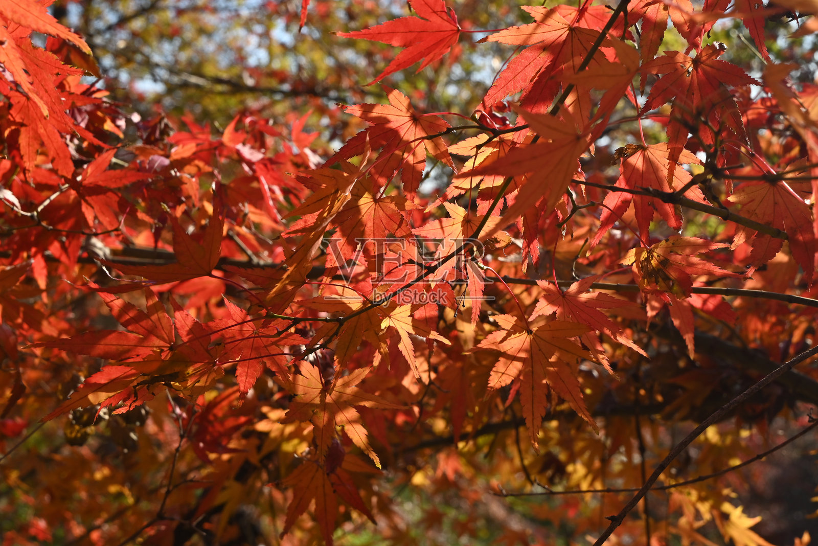 秋天阳光明媚的日子里，成群的红枫叶照片摄影图片