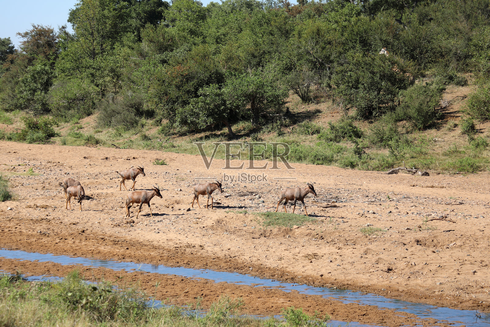 Tsendze河的普通特塞比 / Damaliscus lunatus照片摄影图片