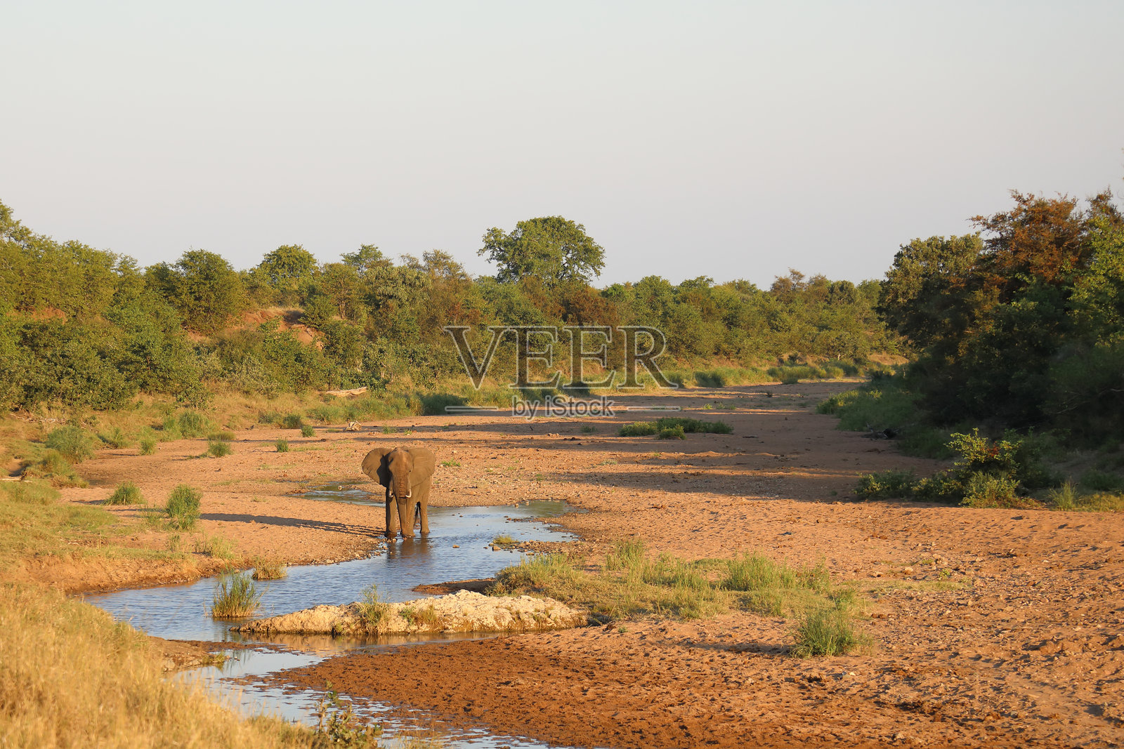 在特森泽河的非洲象 / Loxodonta africana照片摄影图片