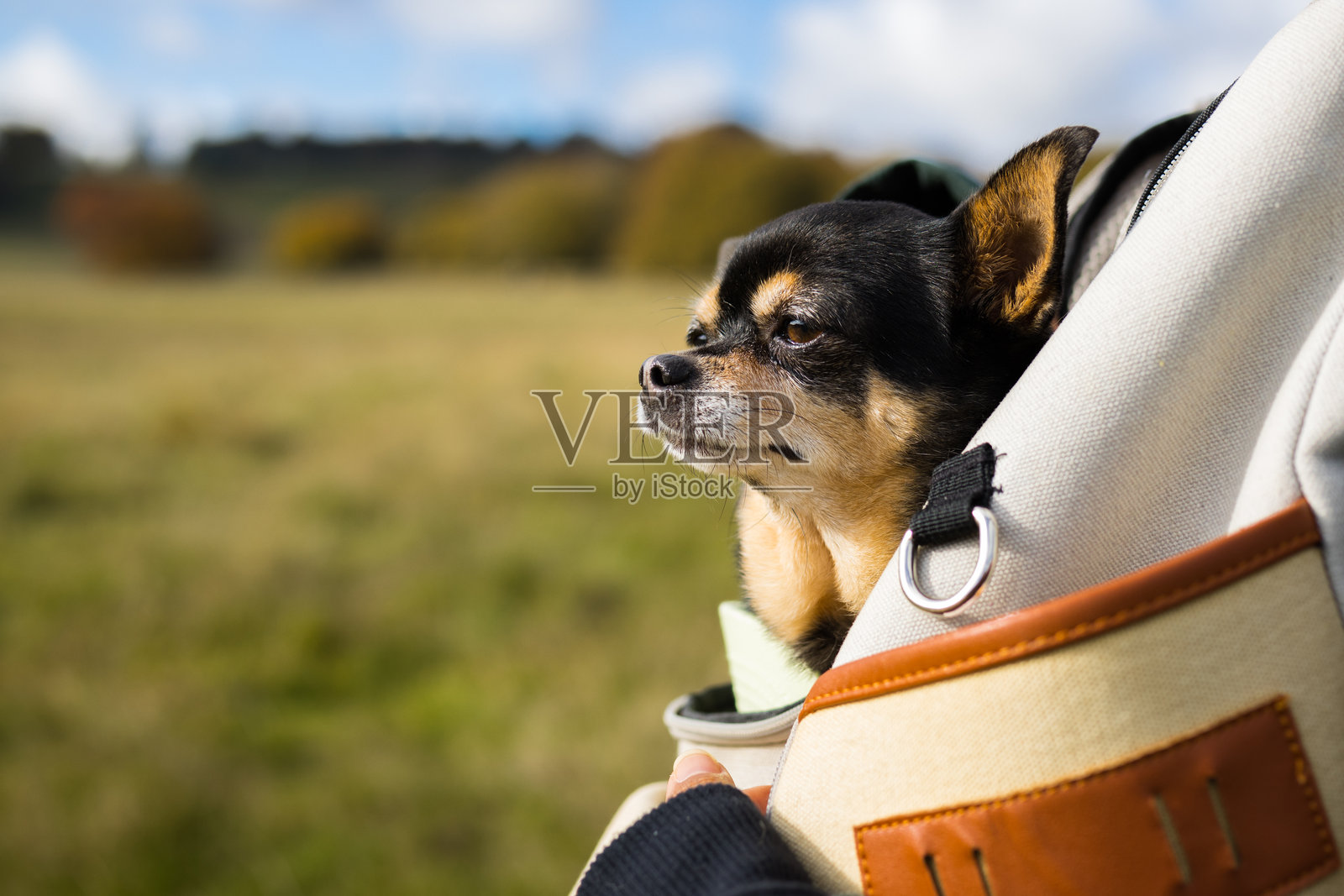 包里的吉娃娃照片摄影图片