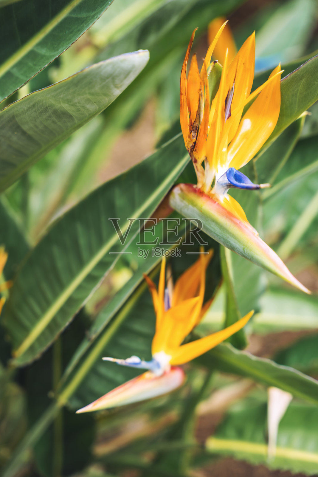 橙色美丽的鸟与天堂花照片摄影图片