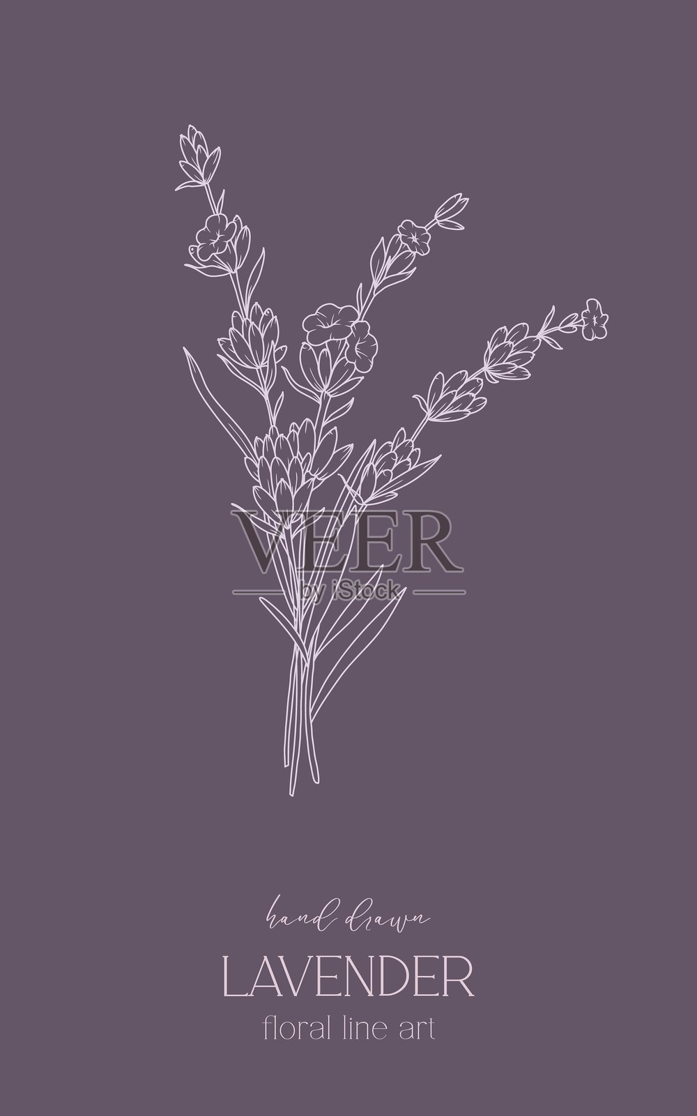 薰衣草线条画。薰衣草插图轮廓。手绘薰衣草。黑白花卉。单色花卉线条艺术。植物着色。薰衣草婚礼。插画图片素材