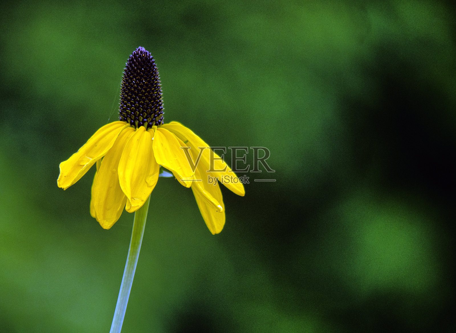 中央公园的夏天照片摄影图片