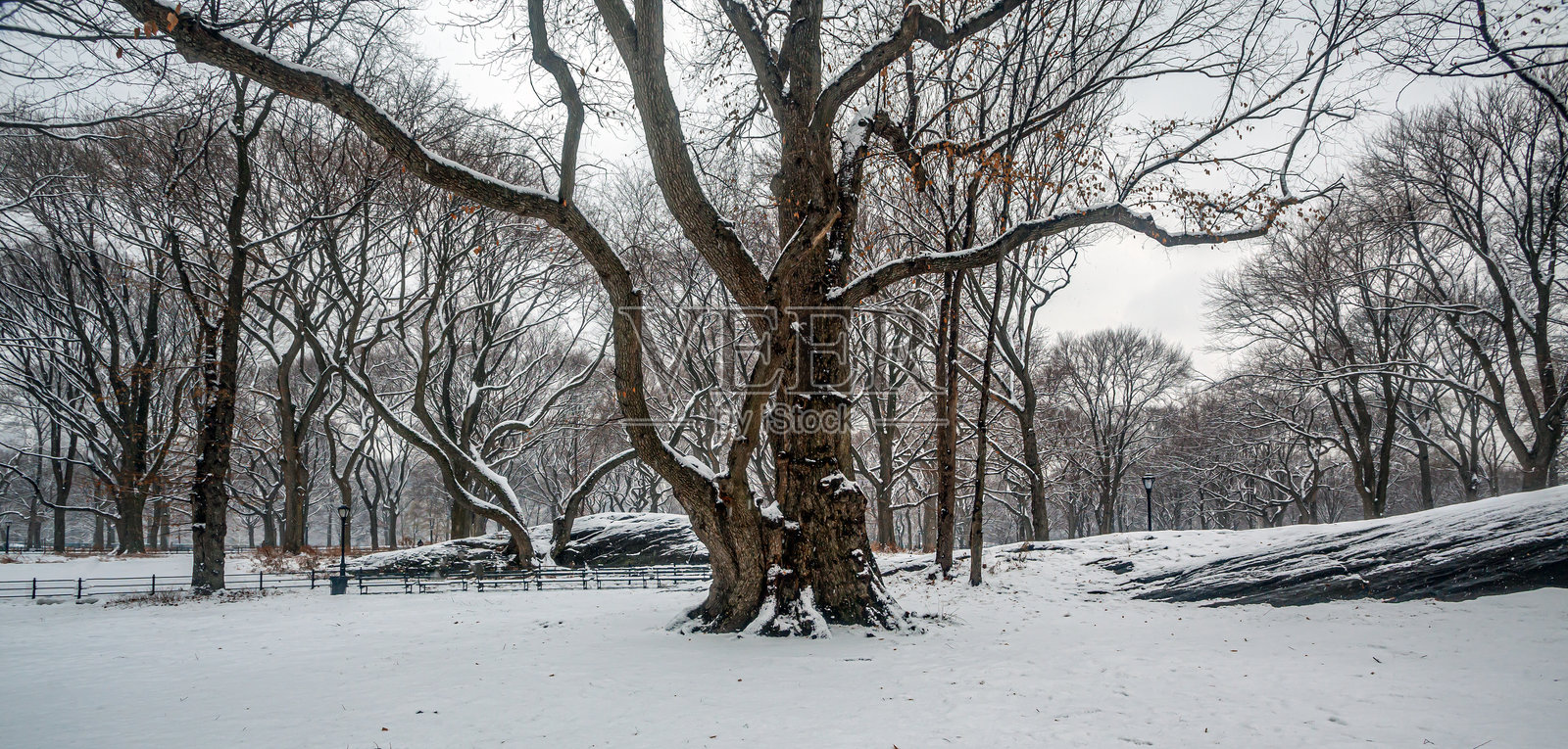 冬季的中央公园，清晨时分照片摄影图片