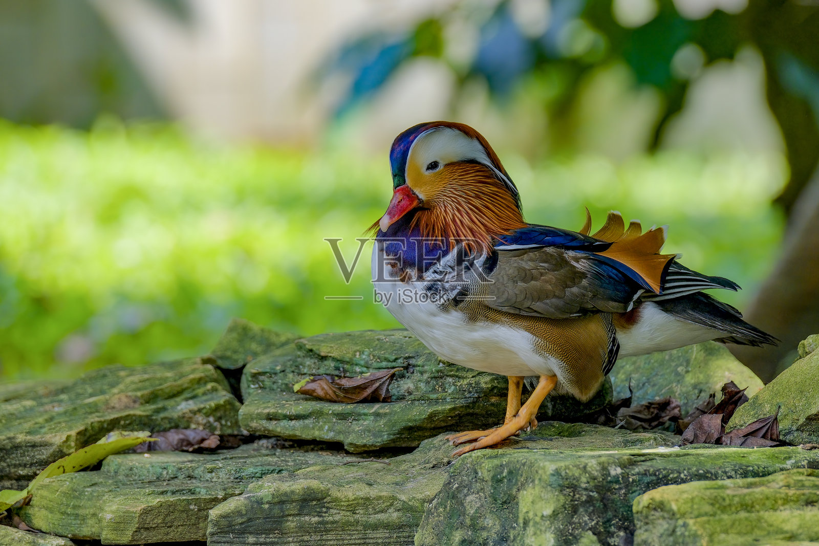 岩石上的雄性鸳鸯照片摄影图片