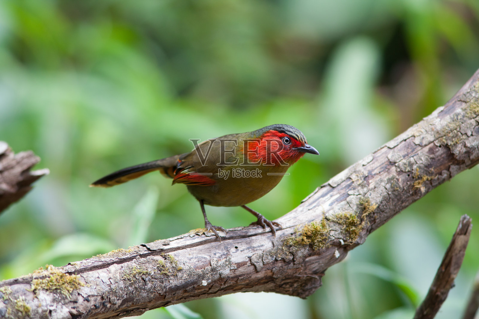 红脸李氏鹟照片摄影图片